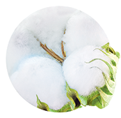Coton frais